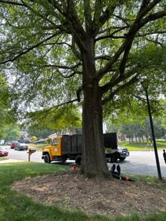Oak Tree Care 