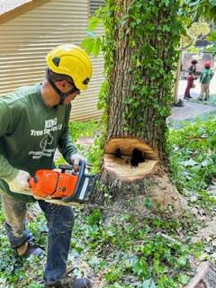 Arborist Removing a Hollow Tree 
