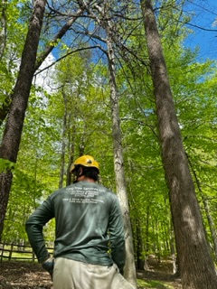Arborist Inspecting trees