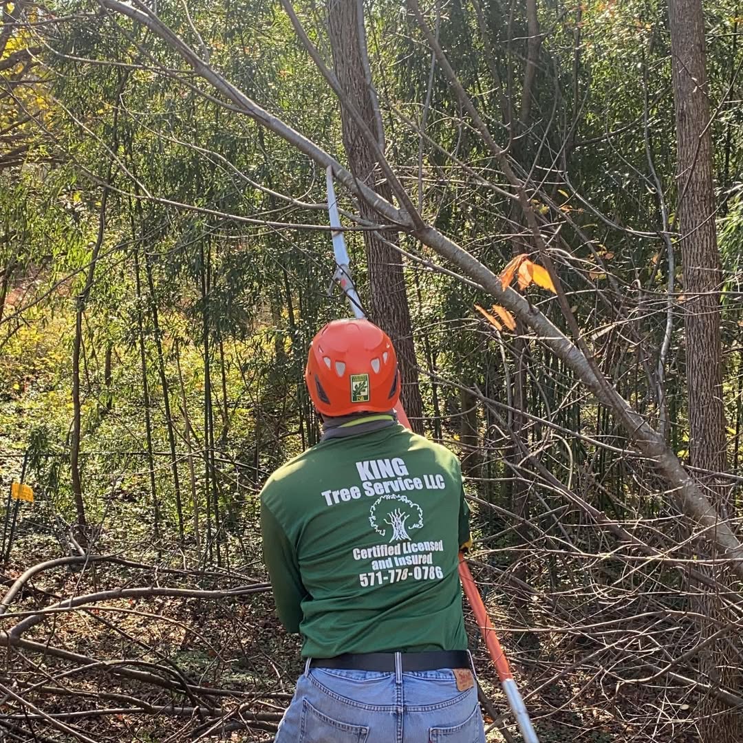 Ground-Level Tree Cutting and Brush Clearing