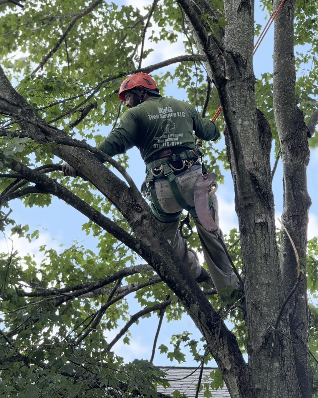King Tree Services Climber in Action