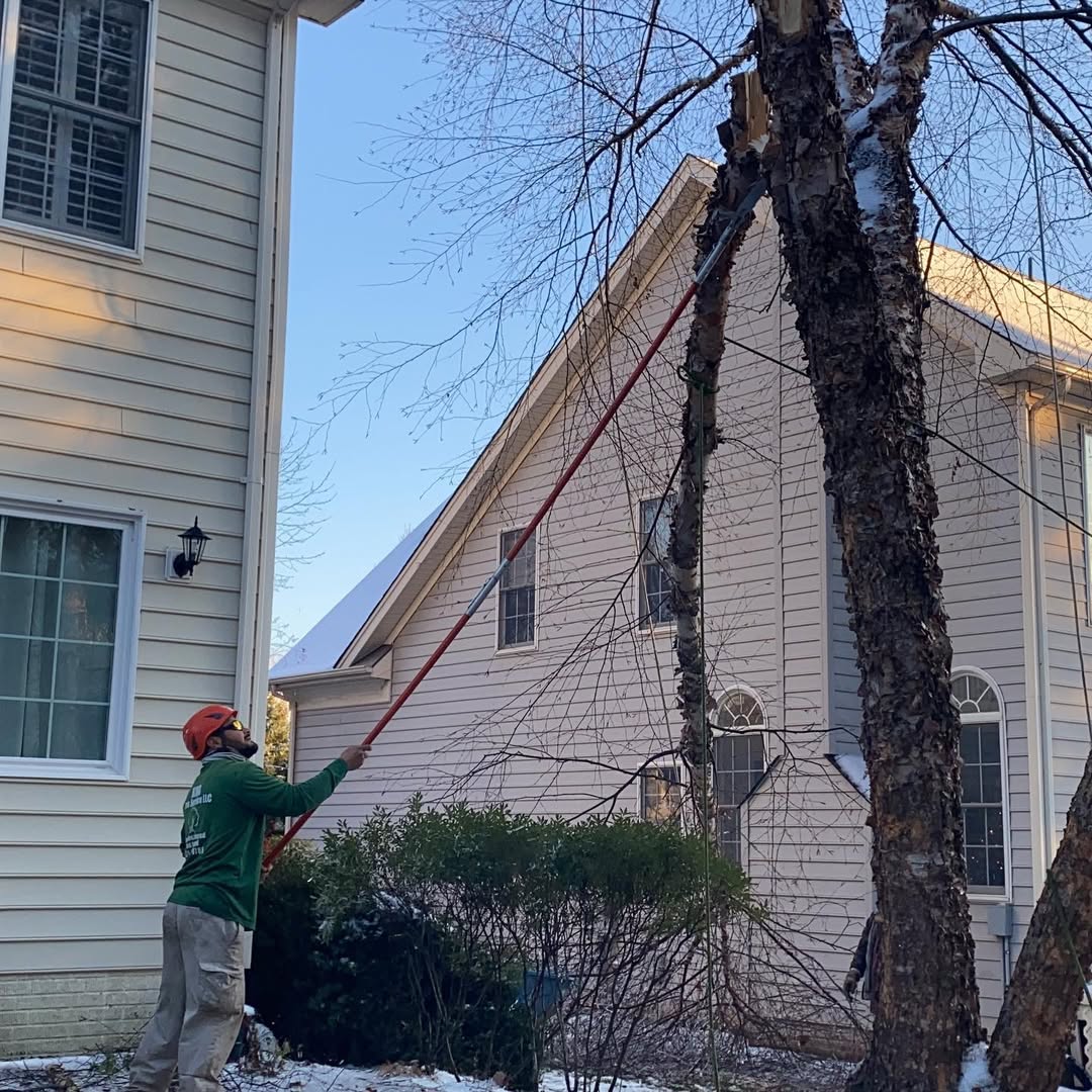 Precision Tree Trimming with Pole Saw