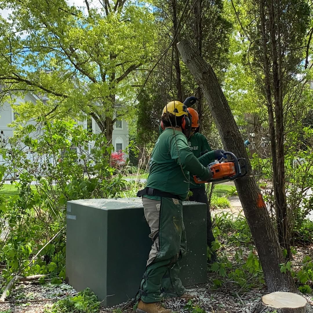 Certified tree experts cutting a tree close to utility box in Manassas VA