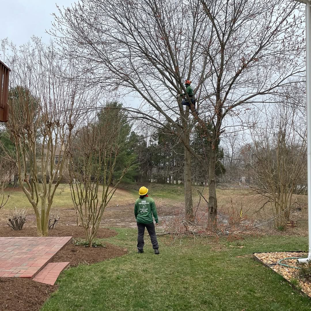 Professional Tree Pruning Services in Residential Area