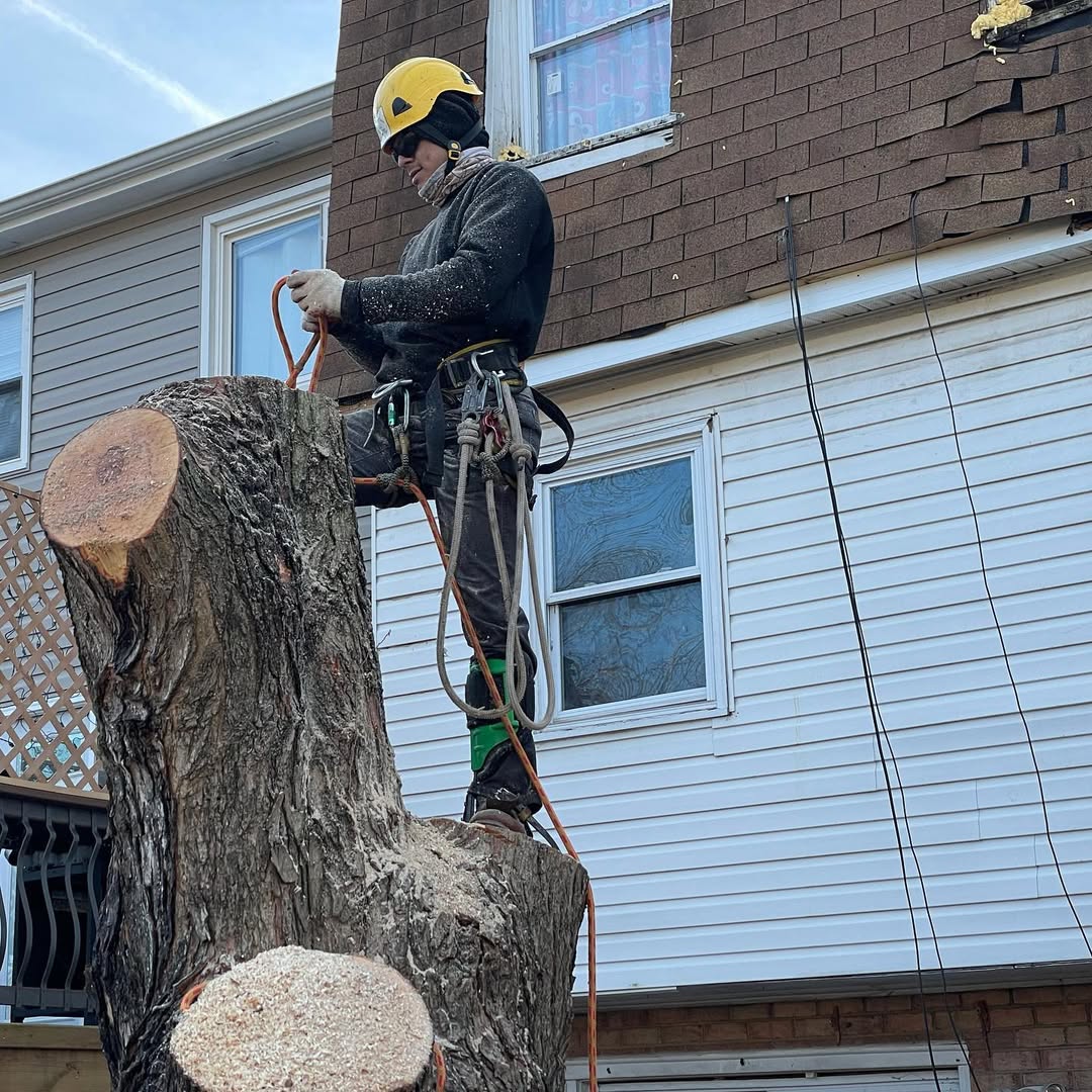 Safe Tree Removal Near House