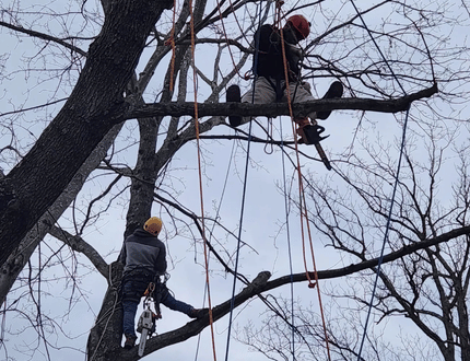 Tree Cabling & Support Systems