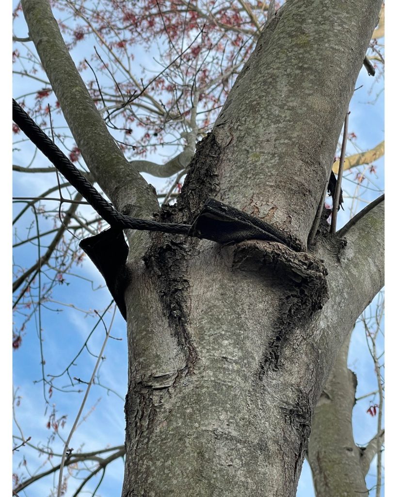 Tree Cabling for Structural Support