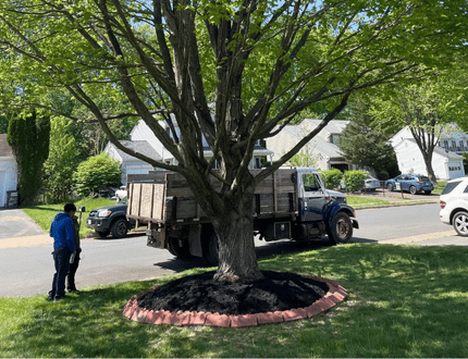 Tree Planting & Replacement service