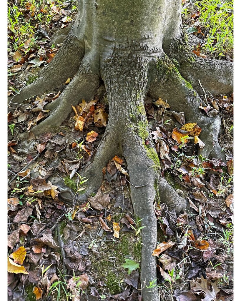Tree Root Evaluation