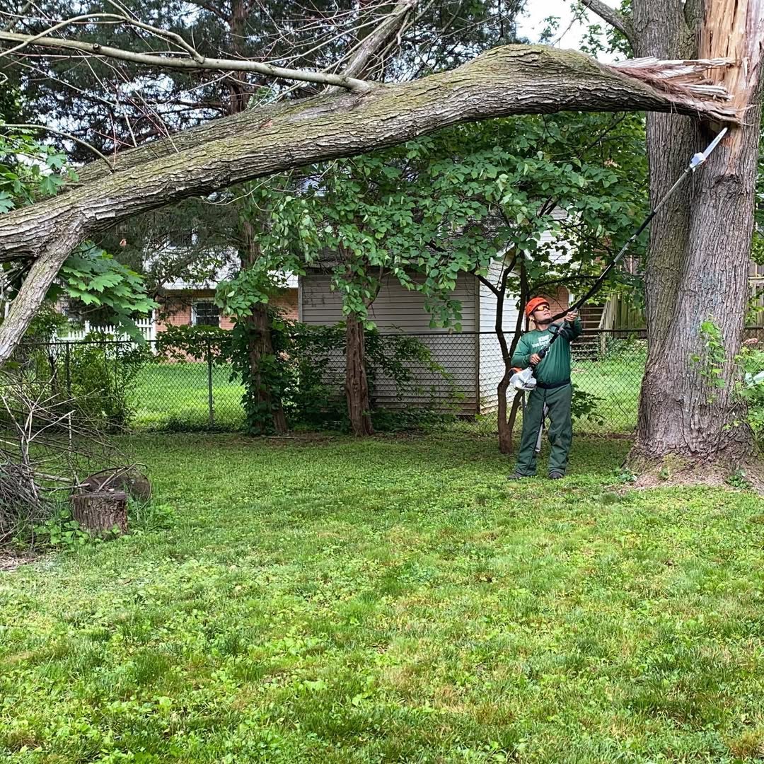 Arborist removing large fallen tree after storm damage in Manassas, VA