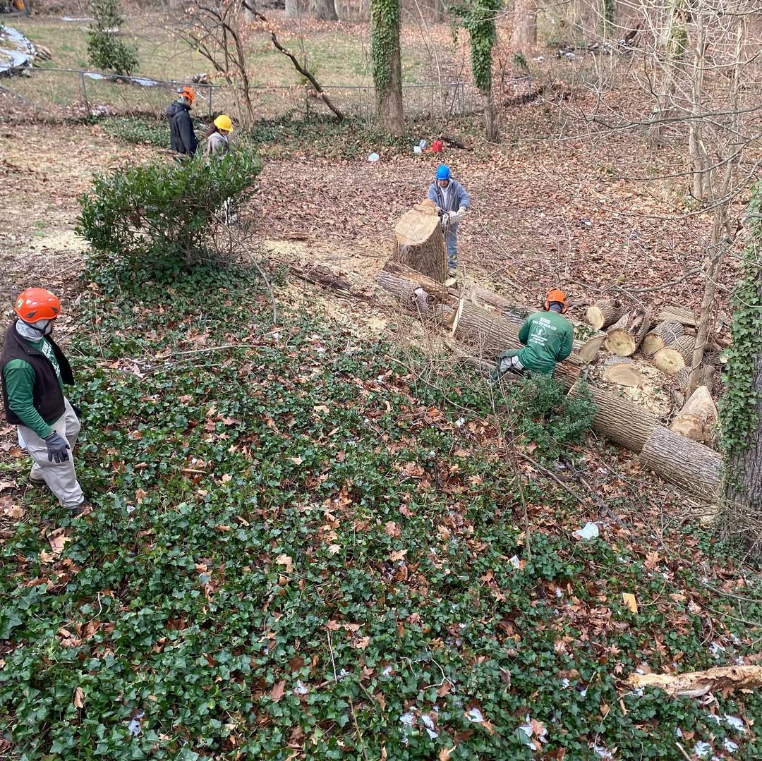 Tree removal crew cutting and clearing large fallen trees in Manassas, VA