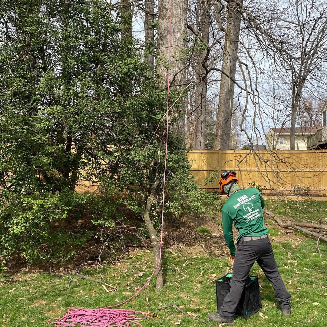 Tree care expert examining tree condition and checking for disease as part of diagnosis process in Manassas, VA