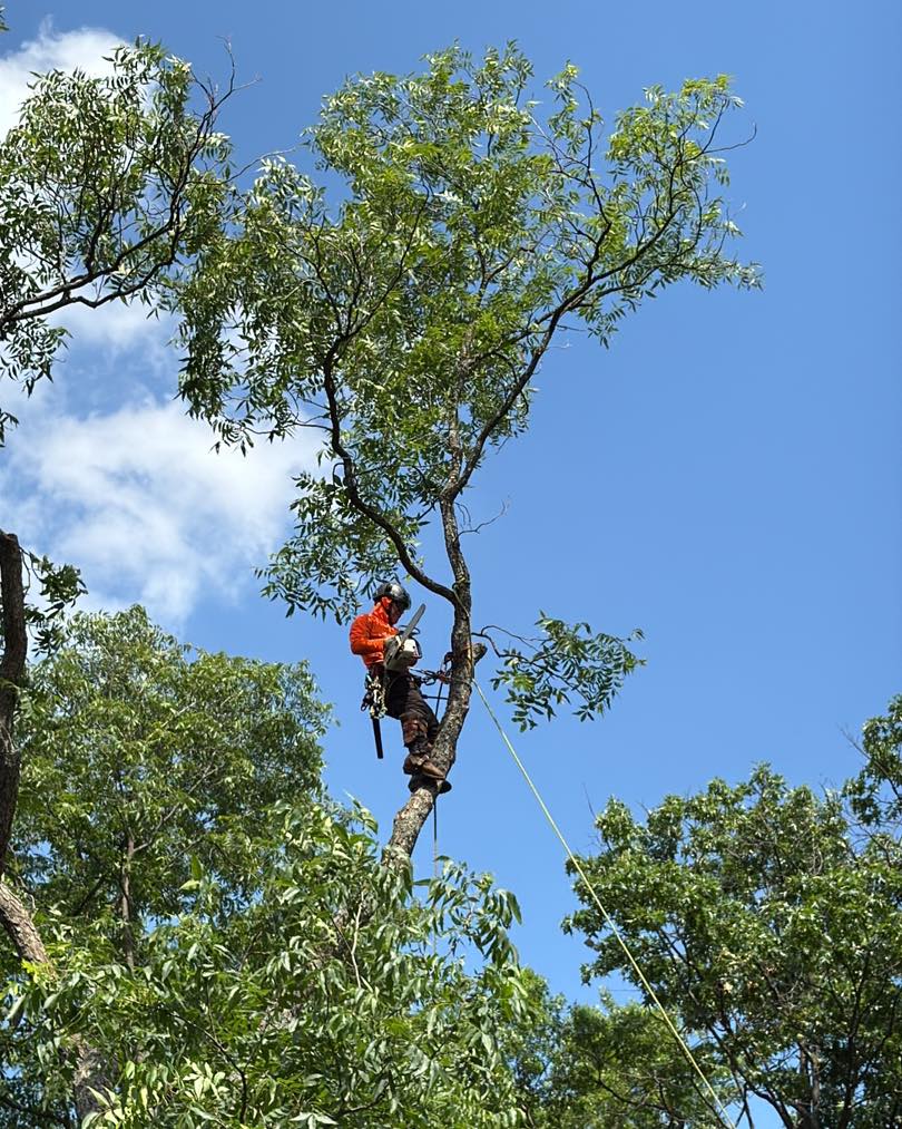 Professional arborist performing tree pruning and trimming in Manassas VA using safety gear and chainsaw