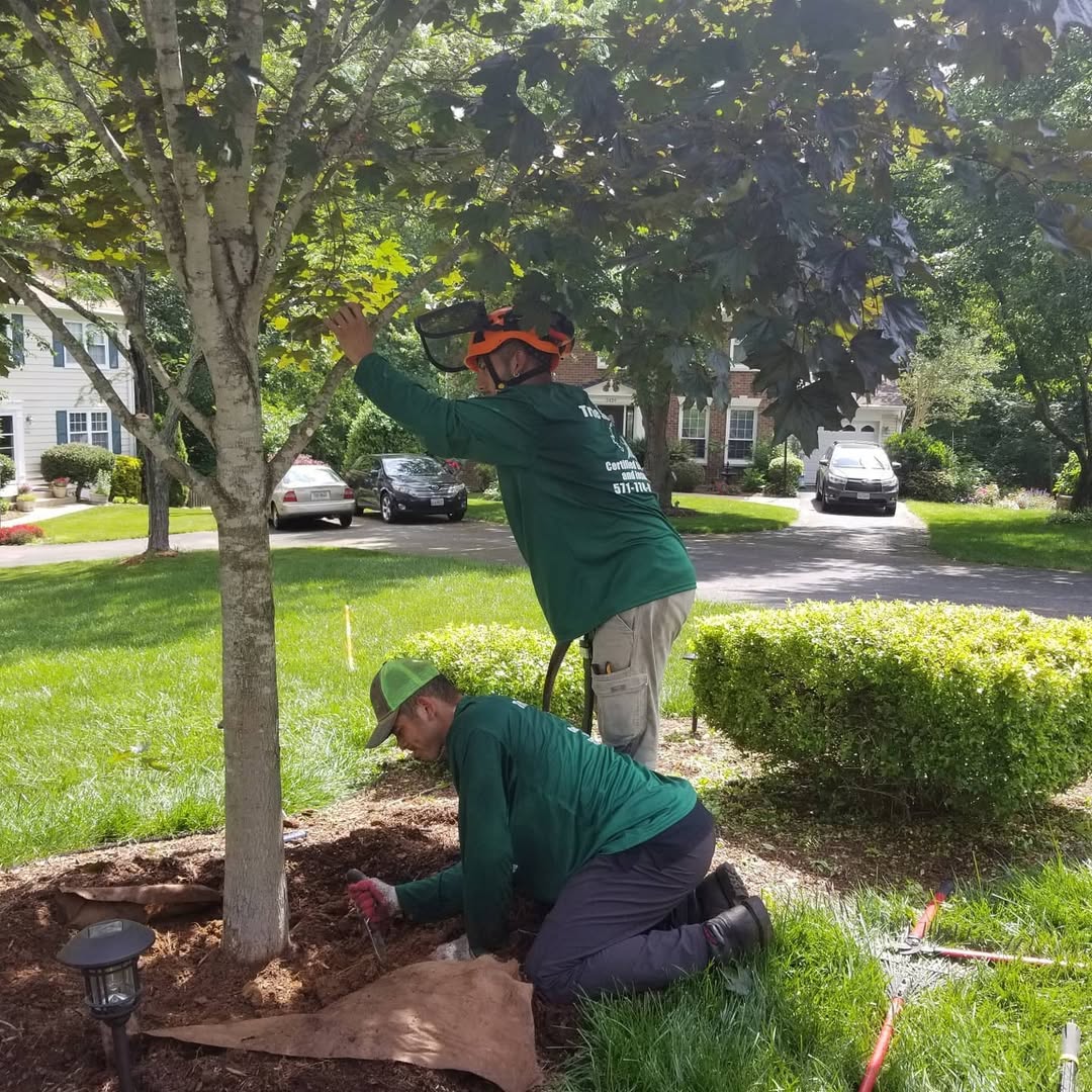Two workers planting and replacing a tree in a residential yard in Manassas, VA