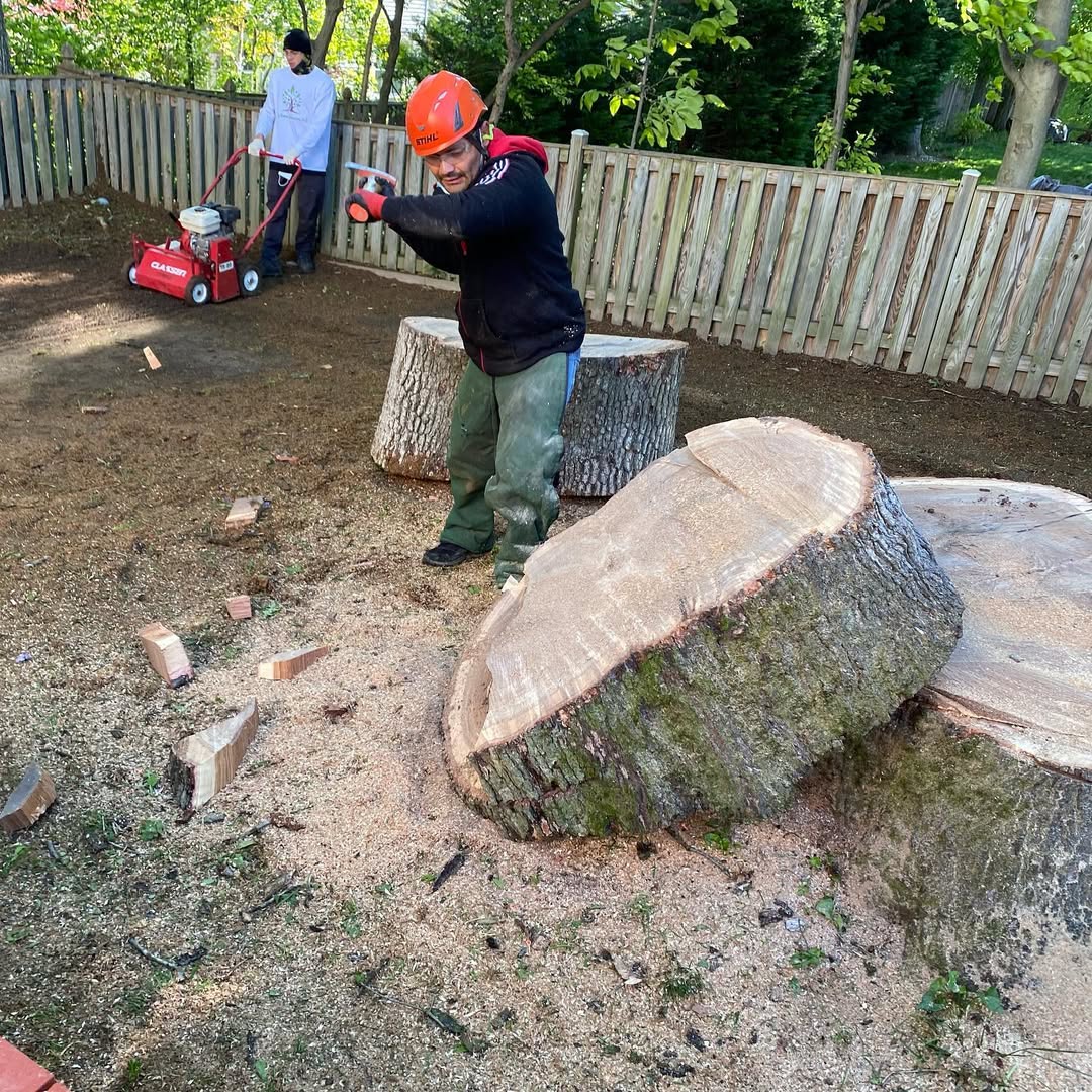 Tree service workers performing professional stump grinding and removal at a home in Manassas VA