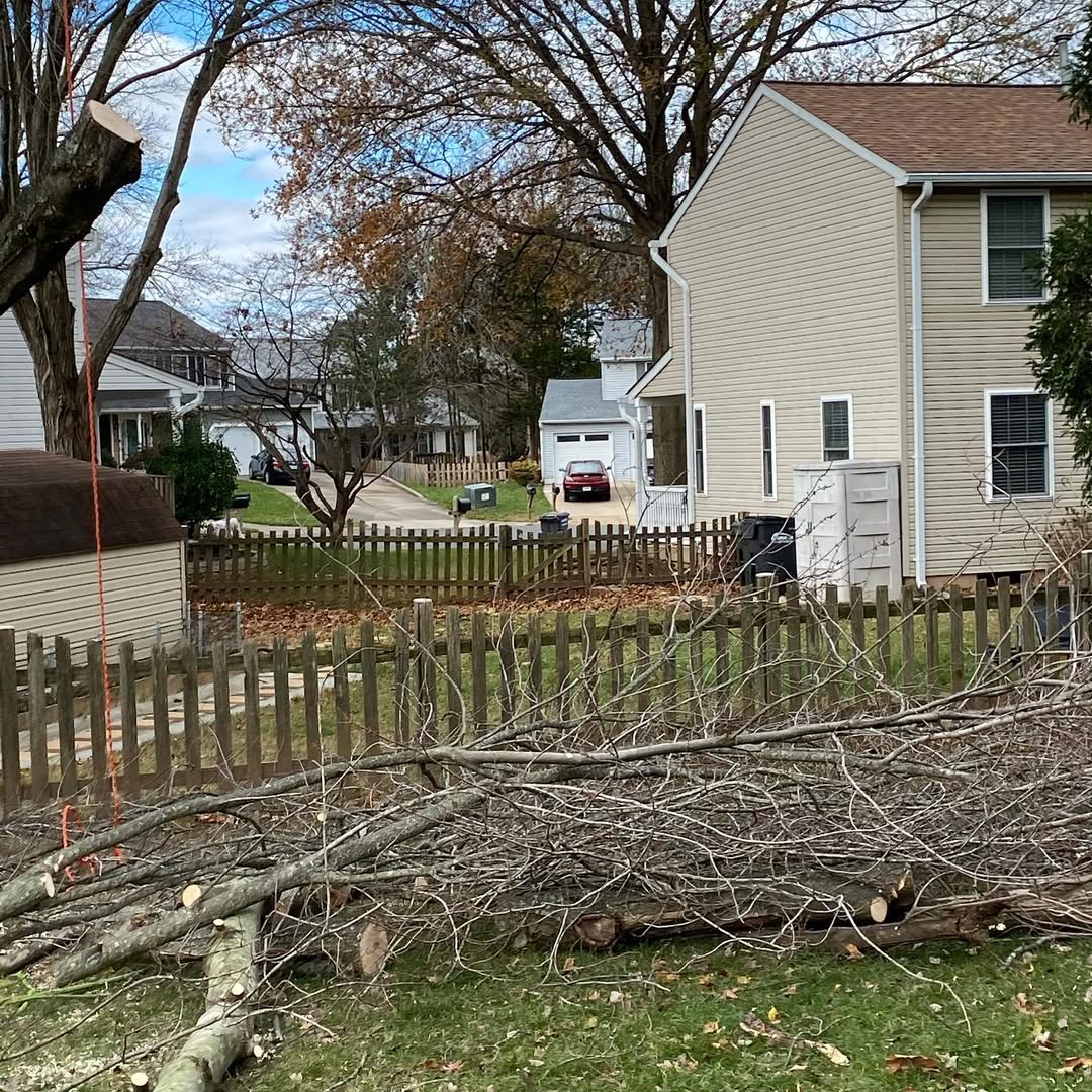 Cleared yard with cut branches after land and property clearing in Manassas, VA