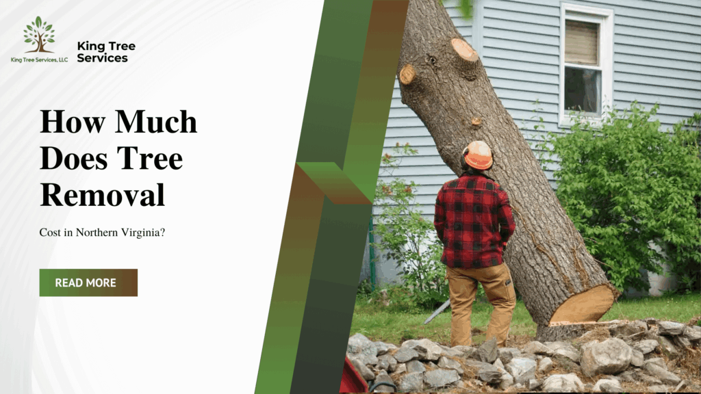 How Much Does Tree Removal Cost in Northern Virginia