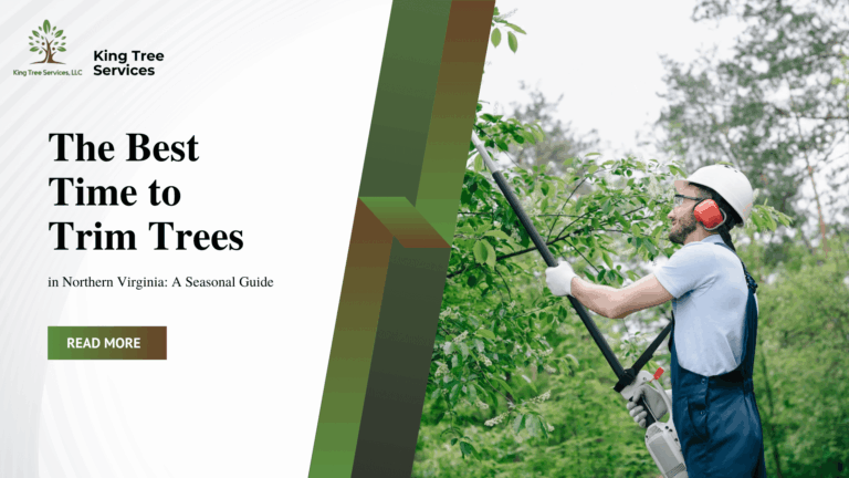 The Best Time to Trim Trees in Northern Virginia: A Seasonal Guide