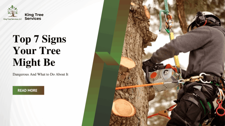 Top 7 Signs Your Tree Might Be Dangerous – And What to Do About It