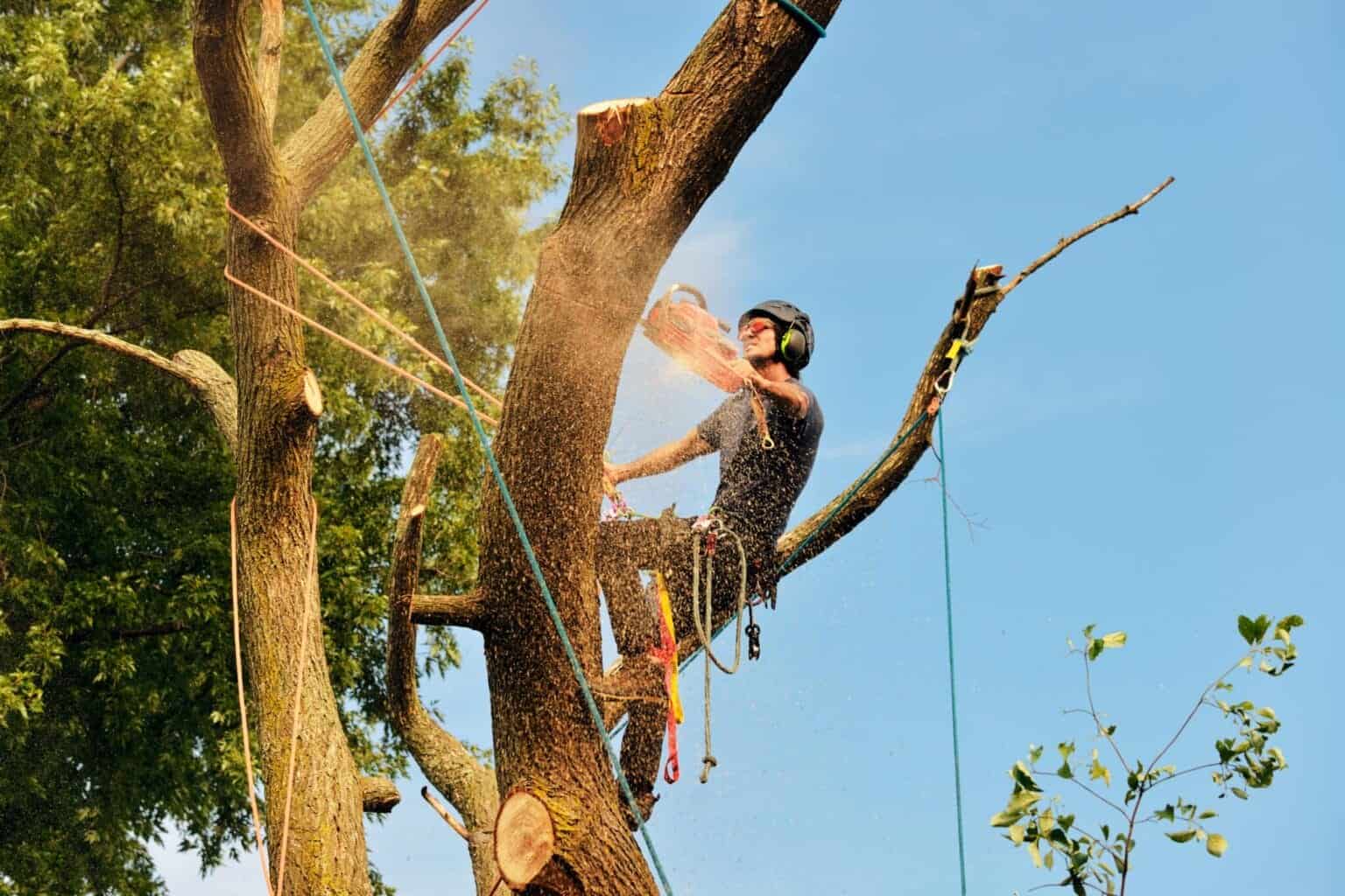 7 Signs Your Tree Is Dangerous – When to Remove It