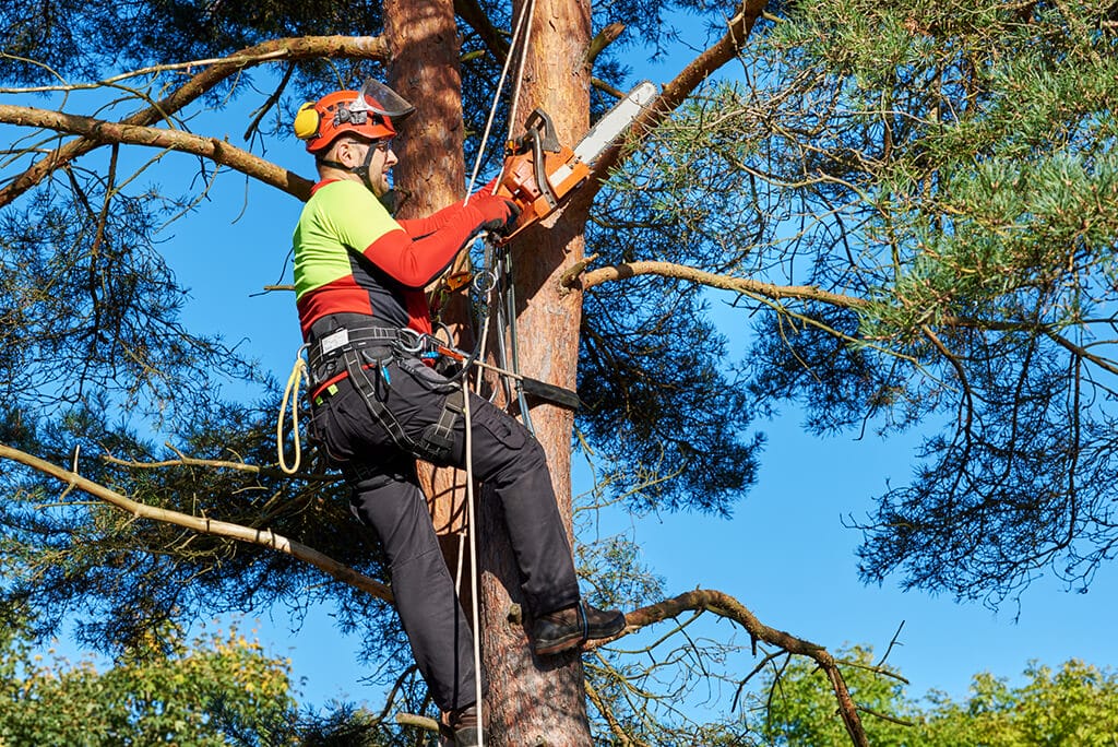 When to Call a Tree Care Professional
