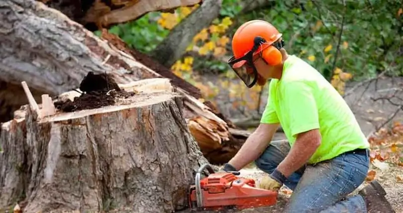 Why Hire a Certified Arborist?