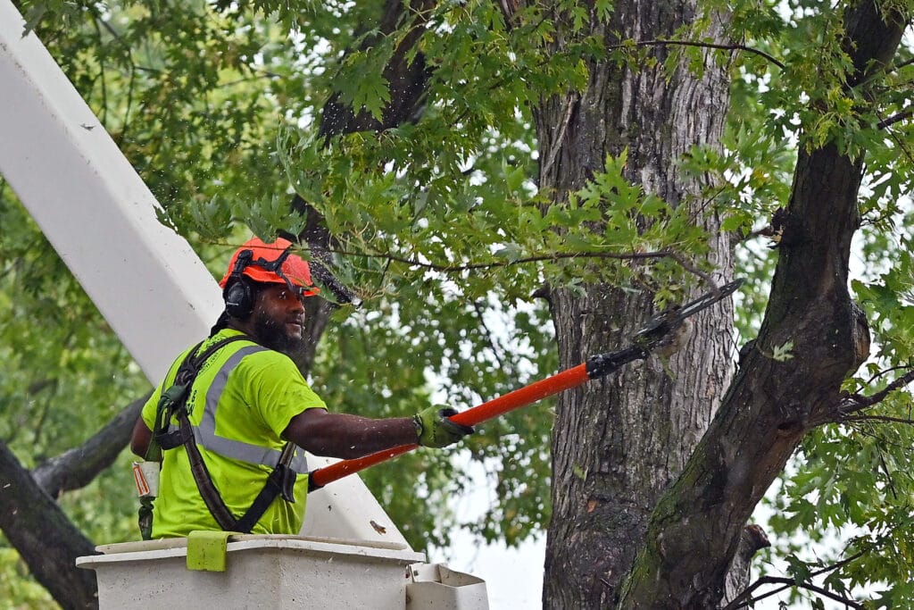 Why Timing Matters for Tree Trimming