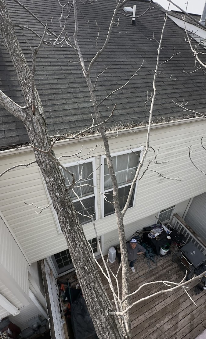 Tall tree positioned close to townhouse roof and deck before professional removal