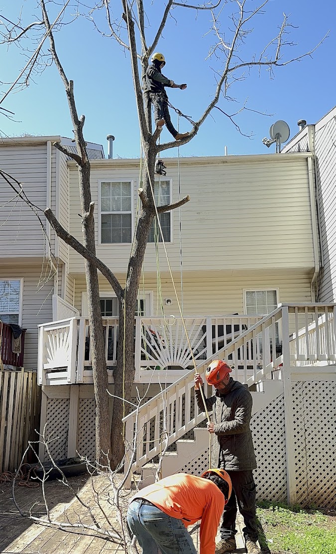 King Tree Service crew removing a tall tree behind townhouses in Manassas Park VA using safety ropes and professional climbing gear