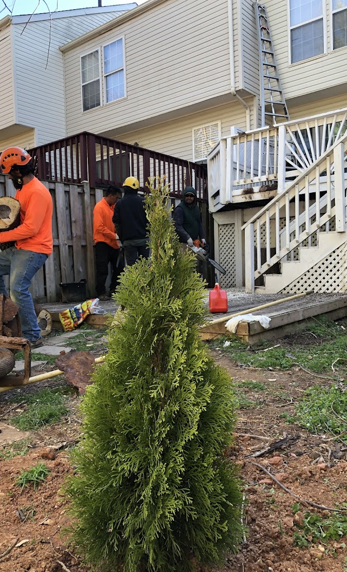 King Tree Service team handling cut tree logs with a newly planted tree in the foreground in Manassas