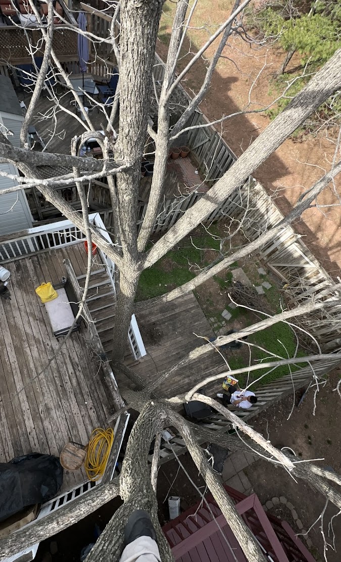 View from Tree During Removal Over Backyard Decks