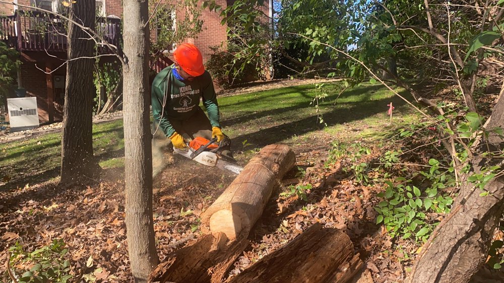 professional cutting downed logs with a chainsaw in a wooded residential backyard
