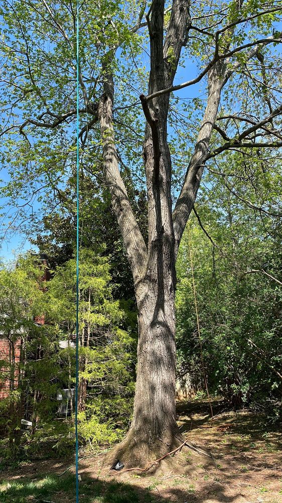 Tall mature tree prepared for removal with safety rigging ropes set up