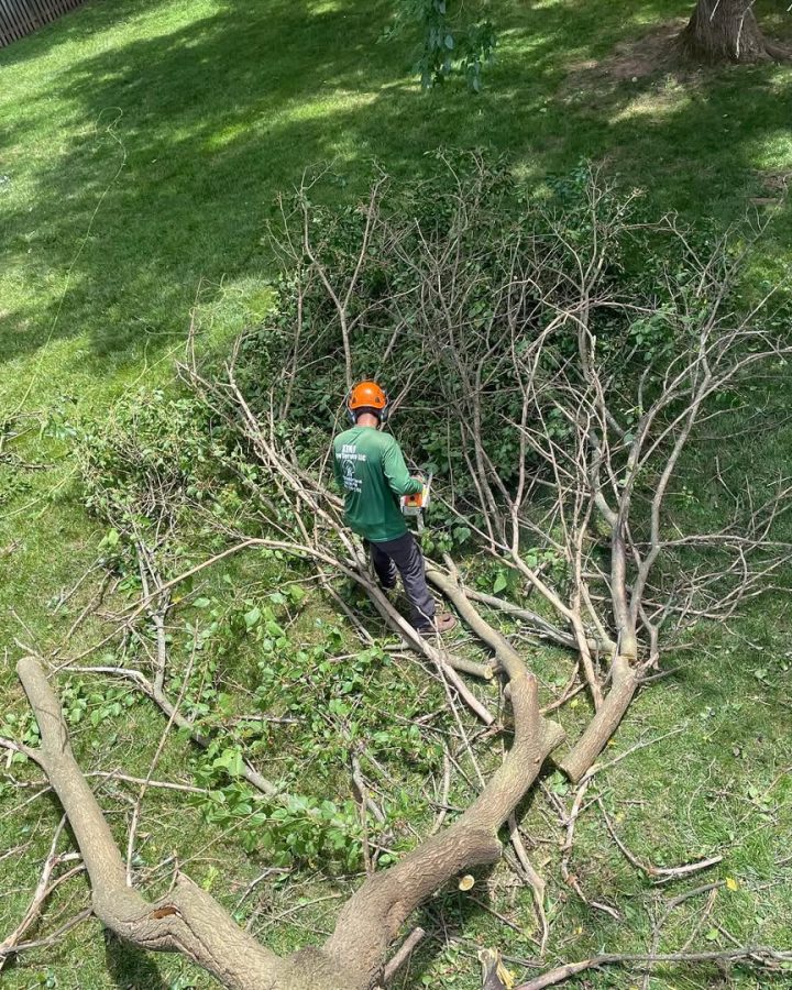 Emergency Storm Cleanup Manassas, VA | King Tree Services