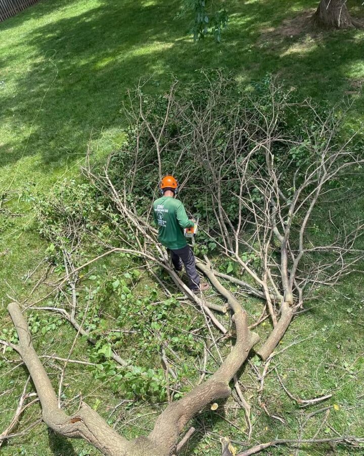 Worker cutting and removing fallen tree branches after a storm in Manassas, VA