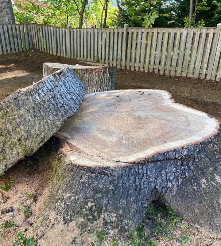 Freshly cut tree stump after professional stump grinding and removal service in Manassas VA