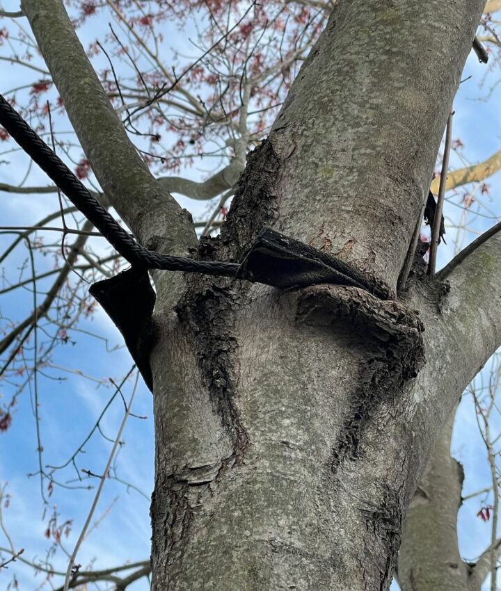 Close-up view of a tree cabling system installed to support weak branches in Manassas, VA