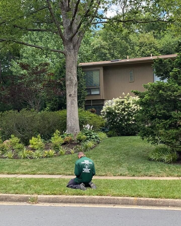 Professional evaluating tree health and lawn area for signs of disease in Manassas, Virginia