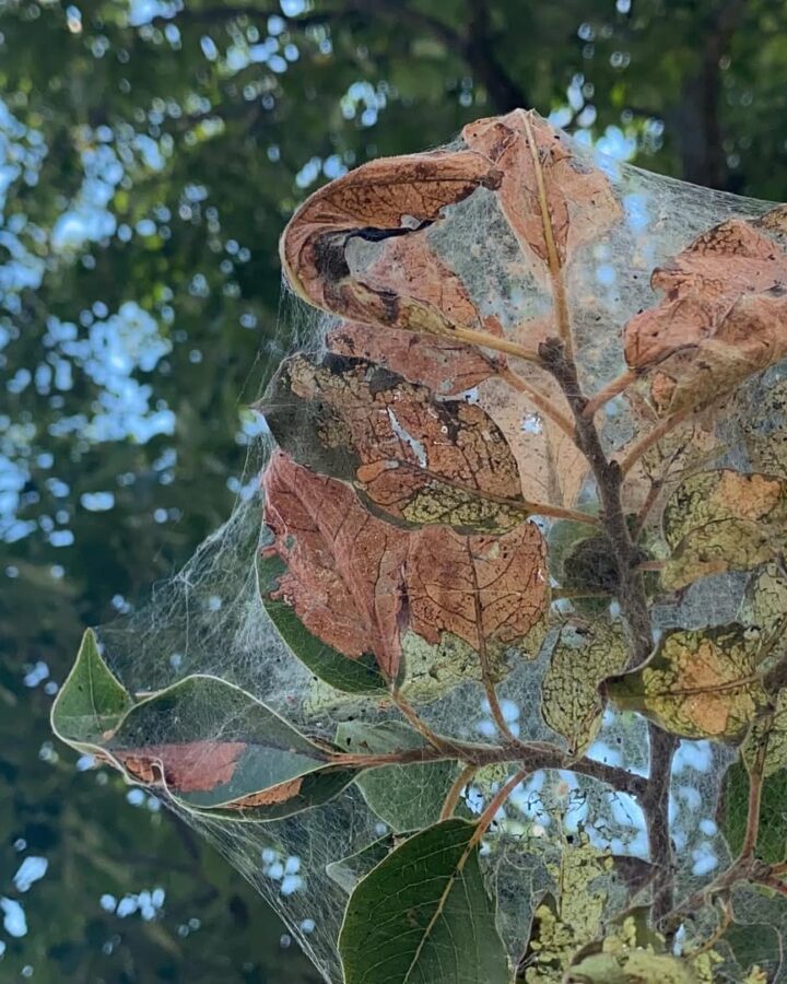 tree-pest-infestation-manassas-va